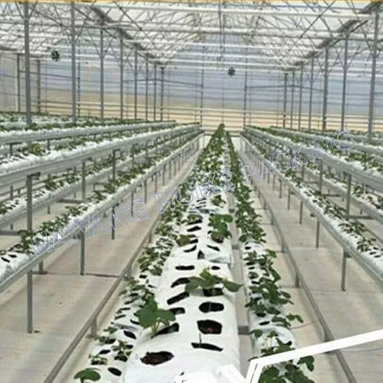 White Outside Black Panda Film Planting Plastic Seed Strawberry Nursery Grow Bags