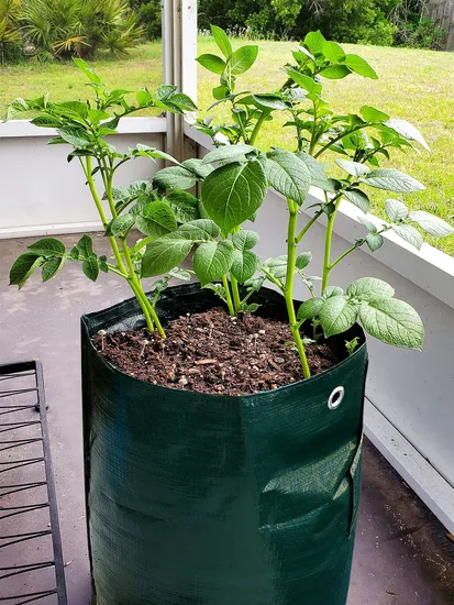 Gallon Garden Grow Bags Flap Handles Aeration Vegetable Planter Fruits Fabric Pots 