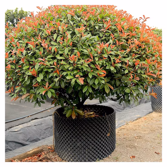 Plant Grow Pot PE/PVC Container PE/PVC Air Root Pruning Pots for Trees/Flowers/Vegetables/Crops Growing