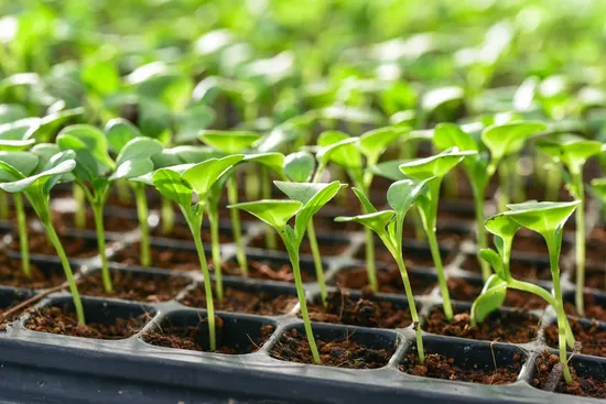 Seeding Tray Plastic Pet Seedling Pots for Nursery Plant Plug Tray 