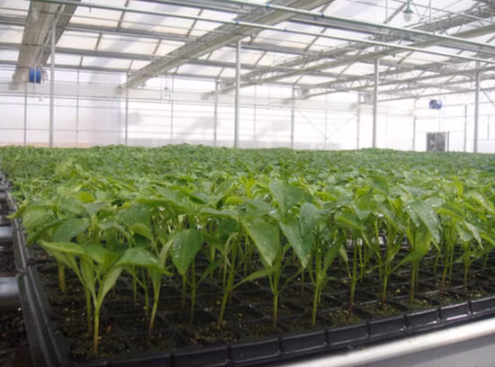 Plastic Seeding Nursery Trays for Rice