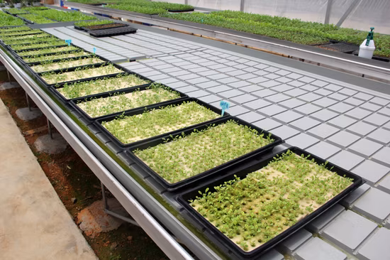 Agriculture Planting 1020 Trays Starter Plastic Seeding Tray Nursery Tray